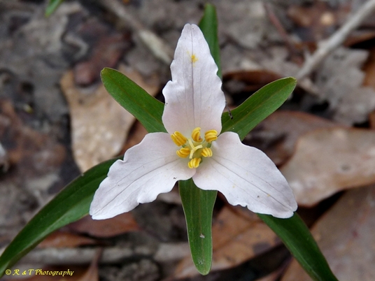 {Trillium georgianum}